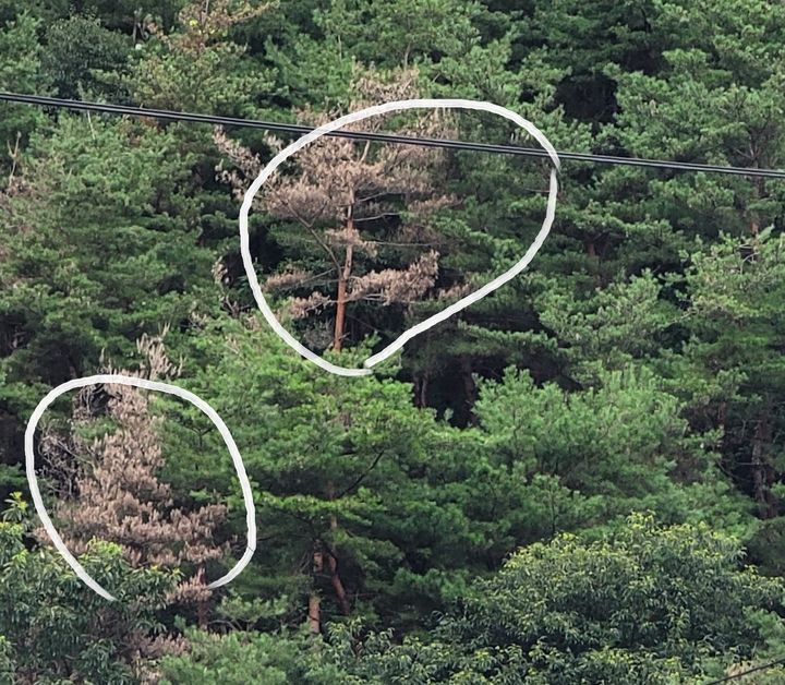 재선충병으로 죽어가는 소나무들. (사진=뉴시스DB) *재판매 및 DB 금지