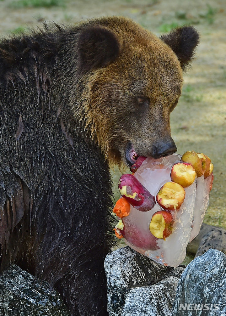 [대구=뉴시스] 이무열 기자 = 폭염경보가 발효된 27일 오후 대구 중구 달성공원에서 불곰이 과일과 채소로 만든 얼음 간식을 먹으며 더위를 식히고 있다. 2023.07.27. lmy@newsis.com