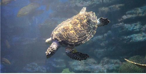 매부리 바다거북. (사진=해양수산부 제공) *재판매 및 DB 금지