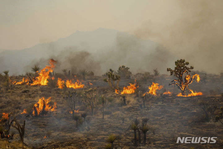 [모하비 국립보호구역=AP/뉴시스] 올해 7월 30일 미 캘리포니아주 모하비 국립보호구역의 조슈아 나무들이 '요크산불'(York Fire)로 불에 타고 있다. 2023.09.17.