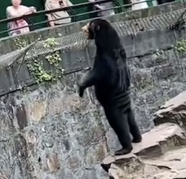 [서울=뉴시스] 중국의 한 동물원이 말레이시아 태양곰(말레이곰)을 두고 불거진 '인형 탈 논란'에 대해 해명했다. 사진은 논란이 되었던 말레이곰의 이미지. (사진=트위터 갈무리) 2023.08.01 *재판매 및 DB 금지