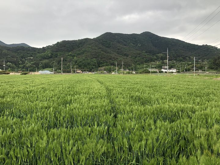 [창원=뉴시스] 강경국 기자 = 가을에 파종하는 맥류(보리·호밀) 정부 보급종. (사진=창원시청 제공). 2023.08.01. photo@newsis.com *재판매 및 DB 금지