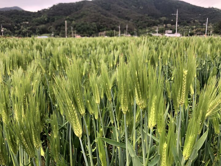 [창원=뉴시스] 강경국 기자 = 사진은 가을에 파종하는 맥류(보리·호밀) 정부 보급종. (사진=창원시청 제공). 2023.08.01. photo@newsis.com *재판매 및 DB 금지