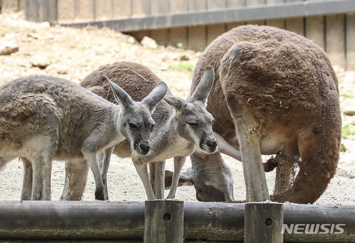 [서울=뉴시스] 김근수 기자 = 연일 폭염이 지속되는 지난해 8월2일 서울 광진구 어린이 대공원 동물원에서 한 캥거루 가족이 더위를 피하고 있다. 2023.08.02. ks@newsis.com