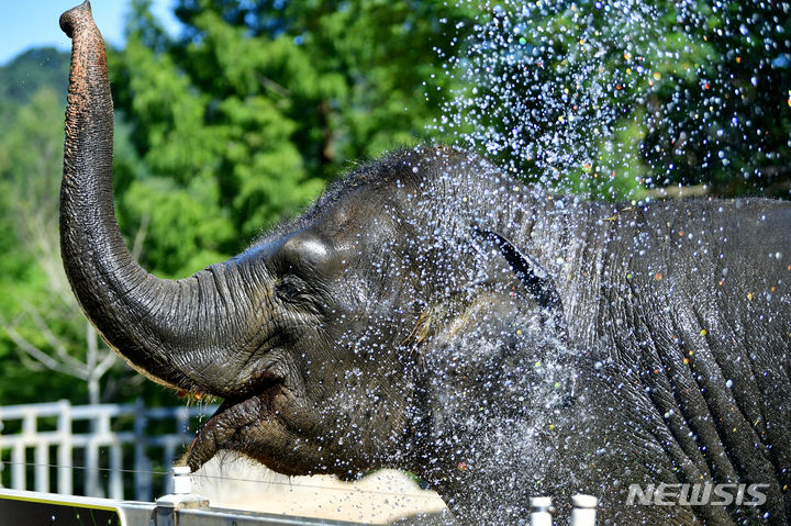 [광주=뉴시스] 광주 북구 우치공원 동물원에서 코끼리가 물을 맞으며 더위를 피하고 있다. (사진=뉴시스 DB). photo@newsis.com 