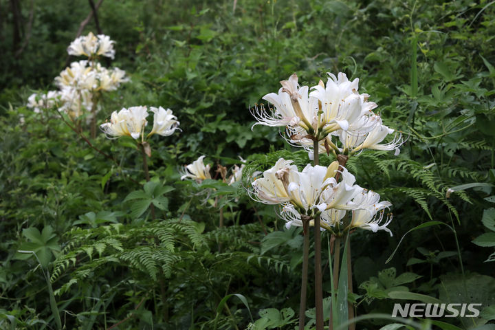 [부안=뉴시스] 박진희 기자 = 순백색 위도상사화(相思花)가 3일 전북 부안군 위도 한 가정집 뒷마당에서 만개해 있다. 위도상사화는 전북 부안군 변산반도 서쪽으로 15km 떨어진 섬 위도(蝟島)에서만 군락을 이루며 8월 말에서 9월 초 잠시 만개하는 한국 특산 식물이다. 2023.08.03. pak7130@newsis.com
