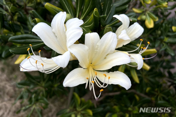 [부안=뉴시스] 박진희 기자 = 순백색 위도상사화(相思花)가 3일 전북 부안군 위도 한 가정집 뒷마당에서 만개해 있다. 위도상사화는 전북 부안군 변산반도 서쪽으로 15km 떨어진 섬 위도(蝟島)에서만 군락을 이루며 8월 말에서 9월 초 잠시 만개하는 한국 특산 식물이다. 2023.08.03. pak7130@newsis.com