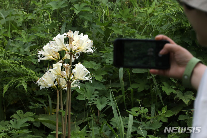 [부안=뉴시스] 박진희 기자 = 순백색 위도상사화(相思花)가 3일 전북 부안군 위도 한 가정집 뒷마당에서 만개해 있다. 위도상사화는 전북 부안군 변산반도 서쪽으로 15km 떨어진 섬 위도(蝟島)에서만 군락을 이루며 8월 말에서 9월 초 잠시 만개하는 한국 특산 식물이다. 2023.08.03. pak7130@newsis.com