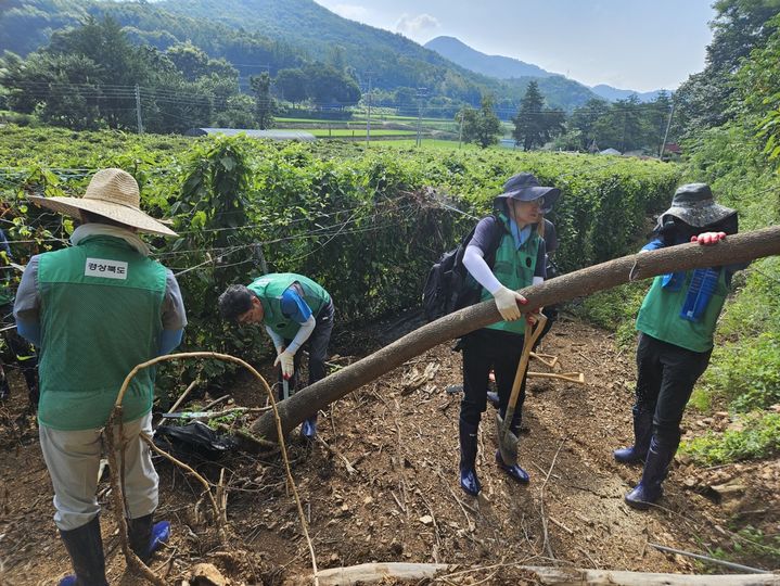 [안동=뉴시스] 도청 간부공무원들이 지난 5일 문경 산북면의 오미자 밭에 복구활동을 벌이고 있다. (사진=경북도 제공) 2023.08.06 *재판매 및 DB 금지