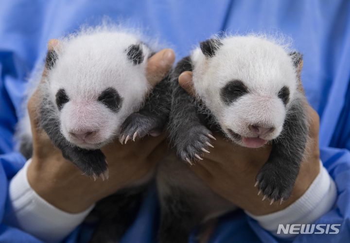 달 쌍둥이 판다 생후 한 달. 왼쪽이 첫째.