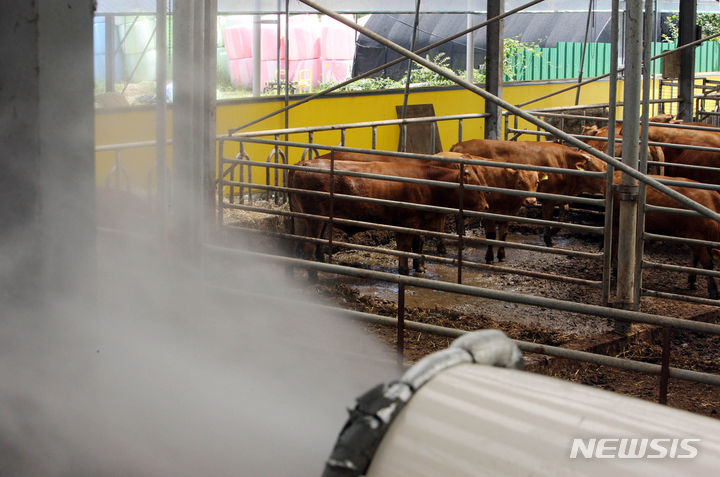 [광주=뉴시스] 연일 무더위가 지속되면서 가축 관리에 비상이 걸린 가운데 광주 북구청 시장산업과 동물정책팀 직원들이 북구 장등동 한 축사에서 내부온도를 낮추기 위해 살수차를 이용해 물을 뿌리고 있다. (사진=뉴시스 DB). photo@newsis.com