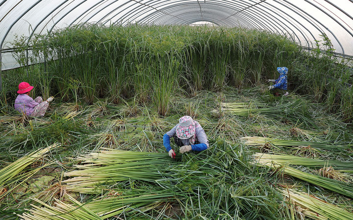 [함평=뉴시스] 전남 함평에서 농민들이 왕골돗자리 재료인 완초를 수확하고 있다. (사진=함평군 제공) photo@newsis.com *재판매 및 DB 금지