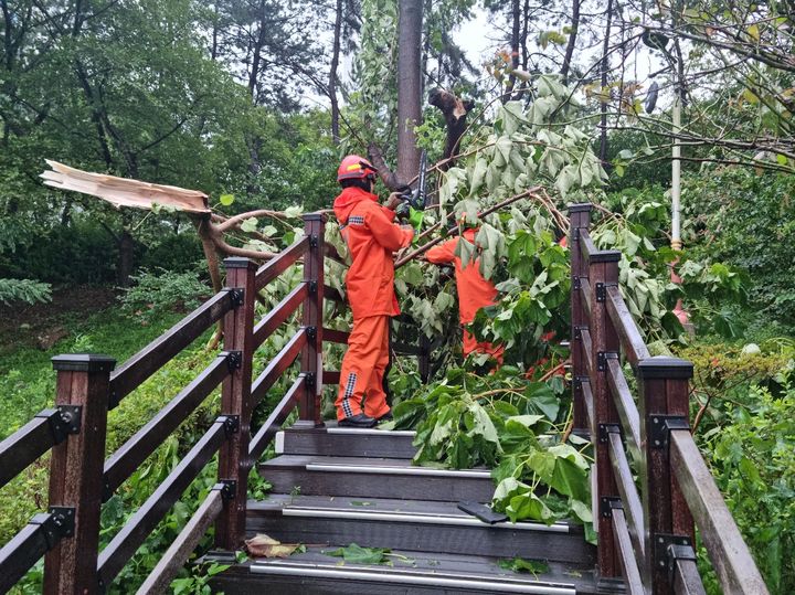 [부산=뉴시스] 이동민 기자 = 제6호 태풍 '카눈(KHANUN)'의 북상으로 부산 지역에 태풍경보가 발효된 가운데 10일 오전 부산 해운대구의 한 아파트 인근 등산로에 나무가 쓰러져 부산소방이 안전 조치를 하고 있다. (사진=부산소방재난본부 제공) 2023.08.10. photo@newsis.com *재판매 및 DB 금지