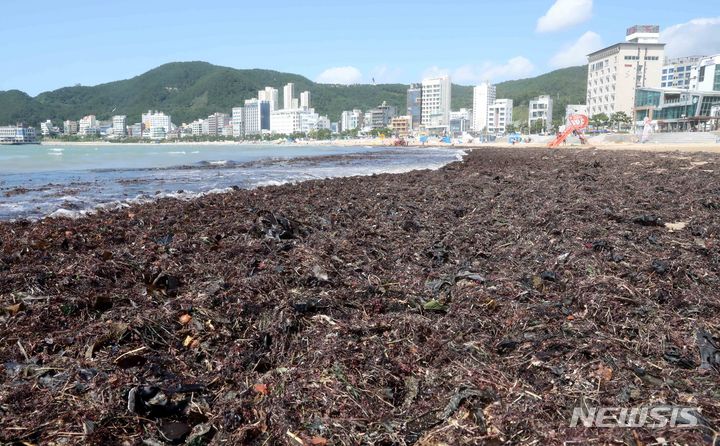 부산 송정해수욕장 백사장을 뒤덮은 해초. [부산=뉴시스] 하경민 기자 = 제6호 태풍 '카눈' 영향으로 양식 미역 등 해초 더미 수십t이 떠밀려 온 11일 부산 해운대구 송정해수욕장 백사장에서 구청 관계자들이 중장비를 동원해 해초를 치우고 있다. (사진은 기사 내용과 관련 없음). 2023.08.11. yulnetphoto@newsis.com