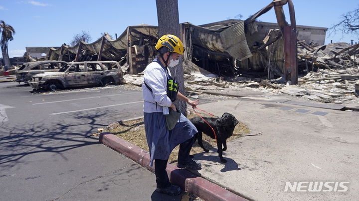 [AP/뉴시스] 덤불화재가 큰 산불로 커진 미 하와이주 마우이섬에서 화재발생 만 4일이 지난 12일 한 수색대원이 시신 탐색견을 끌고 화재 진원지이자 최대 피해지인 라하이나시를 걷고있다. 12일 밤(현지시간) 현재 사망자는 93명이다. 2023. 08. 13.&nbsp;&nbsp;&nbsp;&nbsp; 