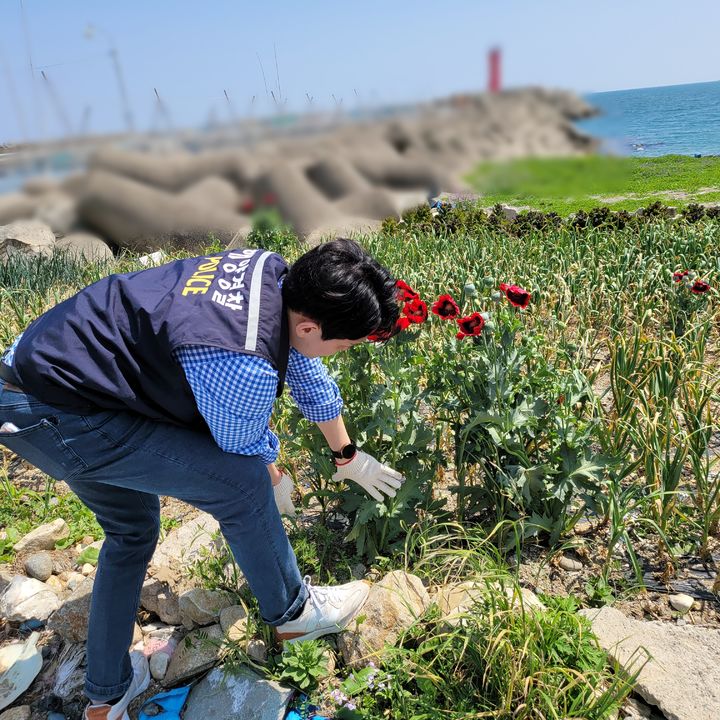 [평택=뉴시스}해경직원이 대마·양귀비 재배현장을 적발한 모습 (DB사진)2025.04.15.photo@newsis.com *재판매 및 DB 금지