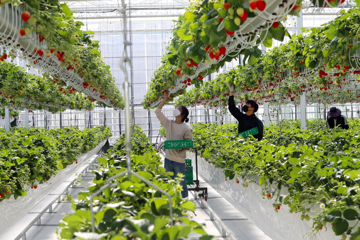 경남 스마트팜혁신밸리 행잉베드에서 딸기를 수확하고 있다. (사진=밀양시 제공) *재판매 및 DB 금지