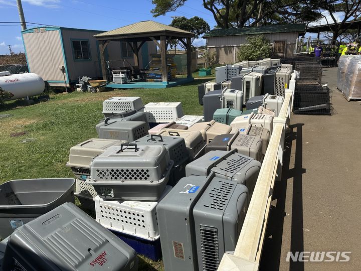 [라하이나( 하와이)=AP/뉴시스] 산불로 다친 반려동물들을 운반, 치료하기 위한 이동기구들이 지난 주 마우이 라하이나 동물보호협회 앞에 늘어서 있다. 2023. 08.16. 