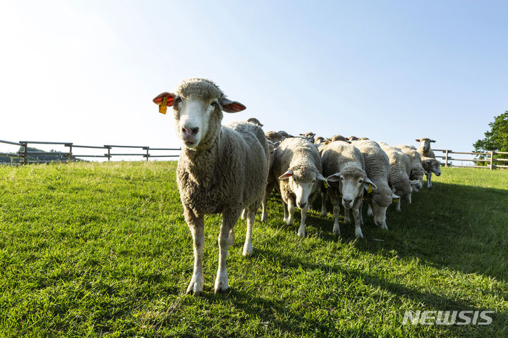 [서울=뉴시스] 대관령 삼양목장. (사진=삼양식품 제공)