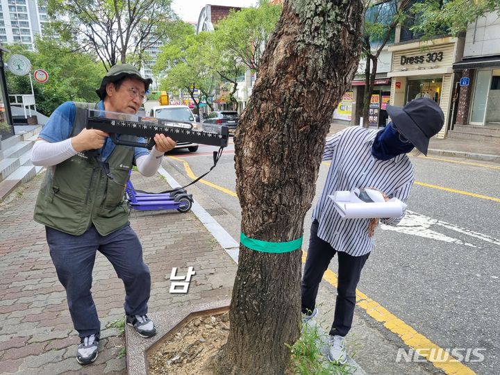 [광주=뉴시스] 김혜인 기자 = 김중태 광주나무병원 원장이 서구 풍암동 가로수의 혹병(녹병)부위를 천공 드릴로 측정하고 있다. 2023.08.20. (사진=광주나무병원 제공) photo@newsis.com