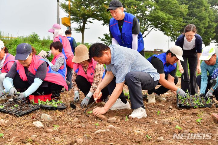 [장성=뉴시스] 이창우 기자=김한종 전남 장성군수(앞줄 오른쪽 첫 번째)가 18일 오전 장성군 생활개선회와 4-H(에이치)연합회 회원 50여명과 함께 가을꽃밭 포토존 중 한 곳인 '해바라기꽃밭'에 해바라기 7만여 그루를 식재하고 있다. (사진=장성군 제공) 2023.08.18. photto@newsis.com