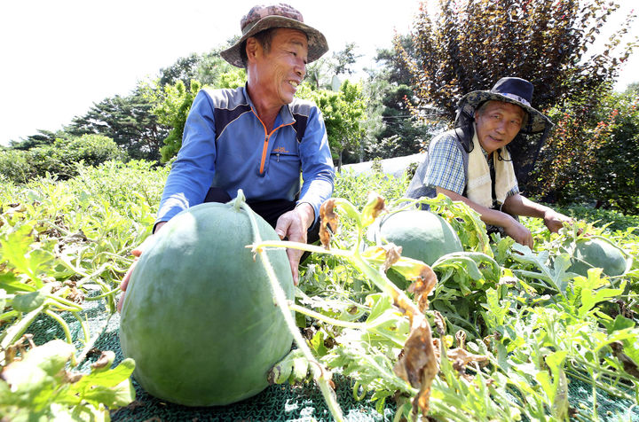 [광주=뉴시스] 변재훈 기자 = 21일 광주 북구 금곡마을 무등산 인근 밭에서 작목반 농민들이 무등산 수박(푸랭이)을 수확하고 있다. 무등산 수박은 일반 수박에 비해 크기가 2~3배 크고 진초록색 껍질에 줄무늬가 없으며 단맛과 감칠맛이 좋다. (사진=광주 북구 제공) 2023.08.21. photo@newsis.com *재판매 및 DB 금지