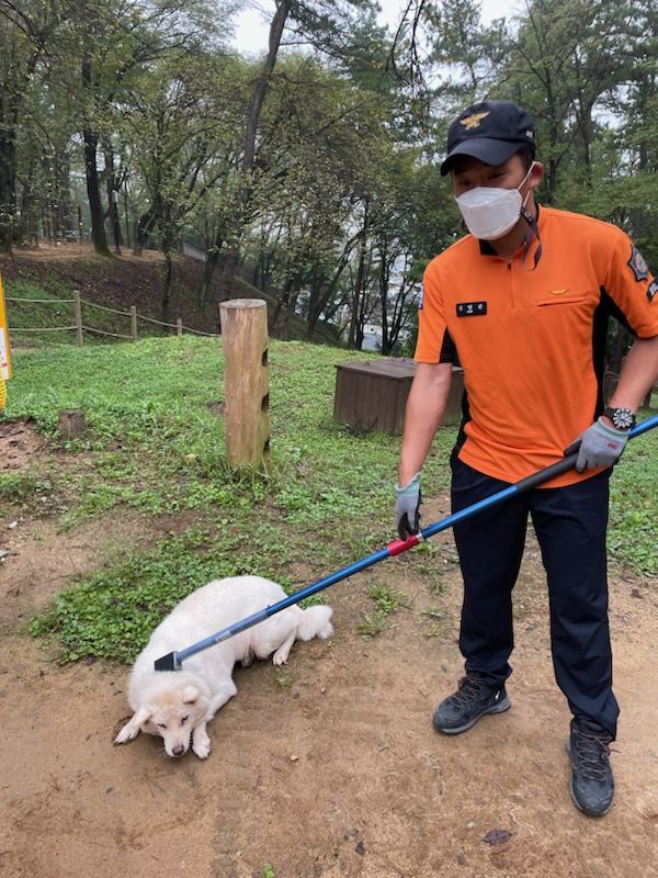 "위협 동물 포획 119, 보호필요 동물 포획은 110"