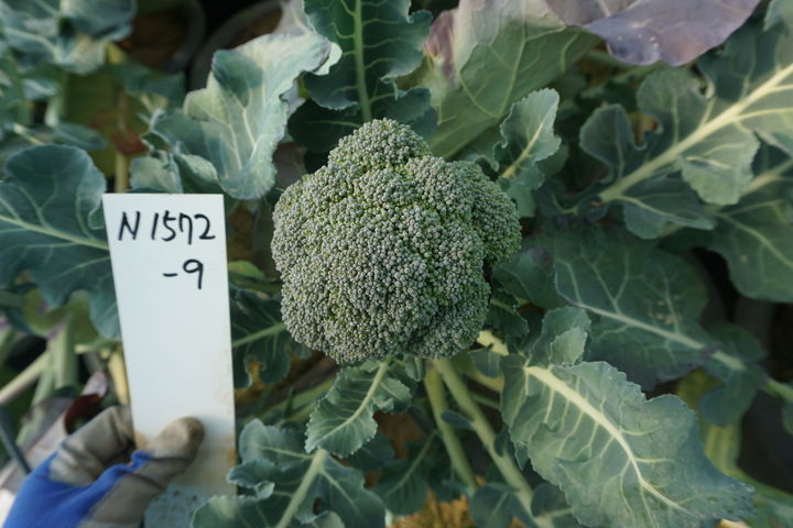 (사진=아시아종묘) *재판매 및 DB 금지