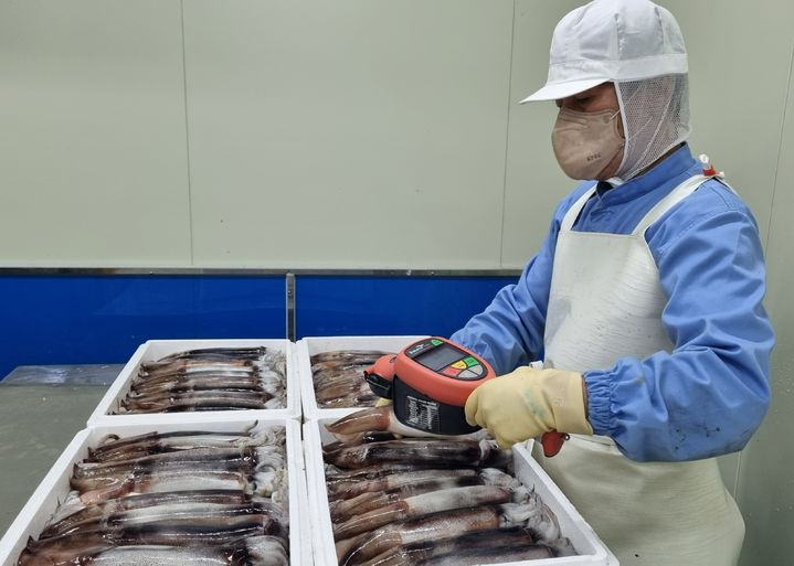 [서울=뉴시스] 지난달 8월 23일 서해 보령에 위치한 송도수산 작업장에서 롯데마트 센터 입고 전 오징어 원물의 방사능 수치를 검사하고 있다. (사진=롯데마트 제공. 기사와 관련이 없습니다.) 2023.09.12 photo@newsis.com *재판매 및 DB 금지