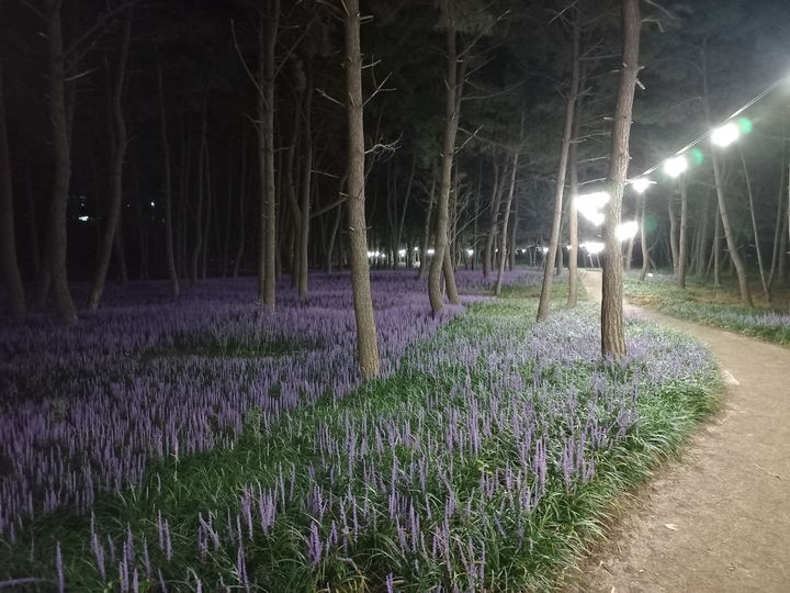 제1회 장항 맥문동 꽃 축제를 맞아 맥문동 꽃길 산책로를 따라 야간 조명이 설치됐다. 2023. 08. 24 서천군 *재판매 및 DB 금지