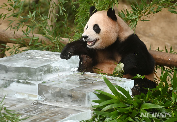 [용인=뉴시스] 용인 에버랜드에 있는 판다 푸바오가 귀국한 이후 수도 베이징에 신설되는 판다기지에 갈 것이라는 주장이 제기됐다. 사진은 지난 8월 24일 에버랜드 판다 월드에서 건강하게 여름을 지낸 꼬마 판다 푸바오가 사육사들이 준비한 얼음 평상에서 즐거운 시간을 보내고 있다. 2023.09.18