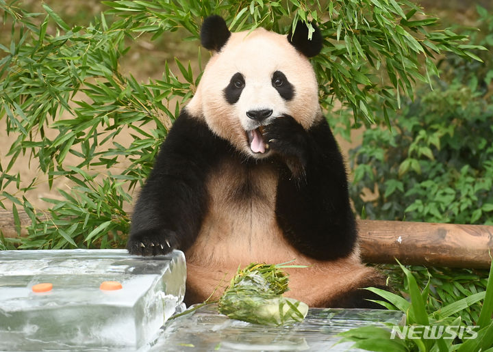 [용인=뉴시스]멸종위기종인 판다 보호를 위해 중국에 전문가를 양성하는 첫 판다 대학이 들어섰다. 사진은 24일 경기도 용인시 에버랜드 판다 월드의 판다 푸바오.(사진=뉴시스 DB) 2023.08.24. jtk@newsis.com
