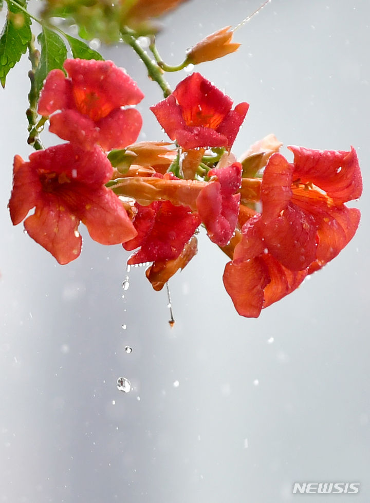 [광주=뉴시스] 이영주 기자 = 광주 지역에 소나기가 내린 24일 오후 광주 동구 국립아시아문화전당 주변에 심어진 능소화에서 굵은 빗방울이 떨어지고 있다. 2023.08.24. leeyj2578@newsis.com