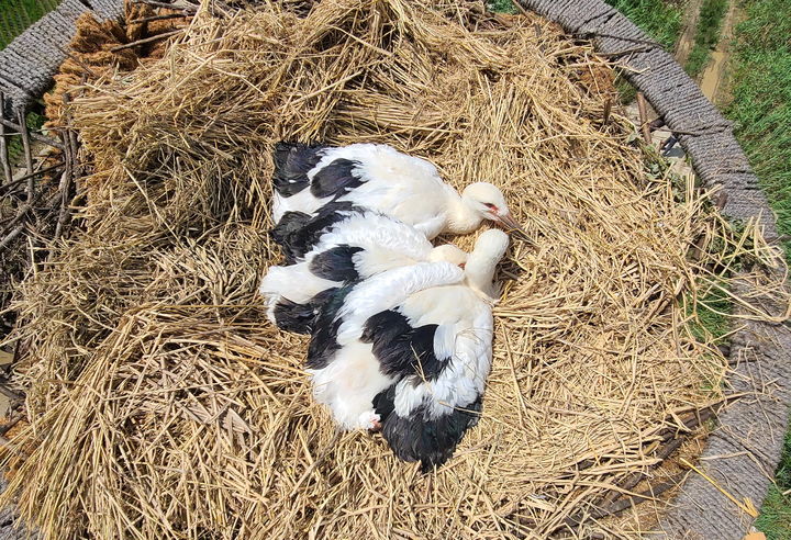 [고창=뉴시스] 인공둥지 안에 나란히 앉아 있는 고창거주 3마리 아기황새 '찬란이·행복이·활력이'. (사진=뉴시스 DB). photo@newsis.com *재판매 및 DB 금지