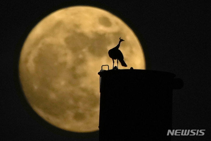 [하이데라바드=AP/뉴시스] 30일(현지시각) 인도 하이데라바드 상공에 떠오르는 '슈퍼 블루문'을 배경으로 공작새 한 마리가 굴뚝에 앉아 있다. 이번 보름달은 '슈퍼 블루문'으로 한달에 2번 뜨는 슈퍼문을 의미한다. 2023.08.31.