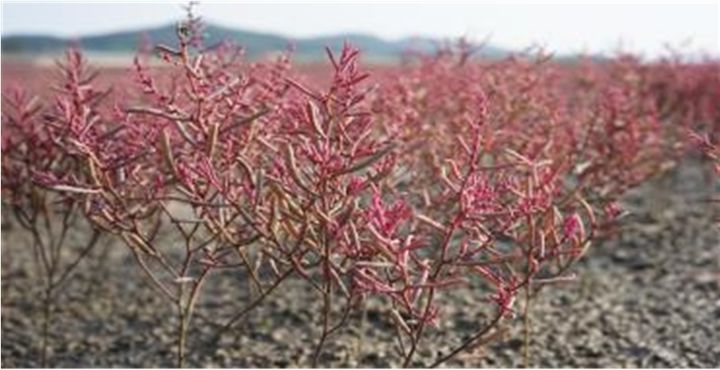 칠면초. (사진=해양수산부 제공) *재판매 및 DB 금지