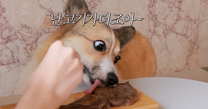 [서울=뉴시스]유튜브 채널 '하알라'는 지난달 30일 '강아지한테 한우를 줬다고'라는 제목의 영상을 게재했다. (사진=하알라 채널 영상 캡처) 2023.09.01. photo@newsis.com *재판매 및 DB 금지