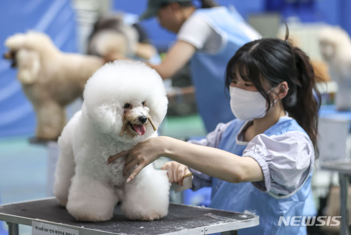 [부천=뉴시스] 정병혁 기자 = 1일 경기 부천시 부천대학교에서 열린 제1회 FCI국제 및 제104 KKF 전국 애견미용 콘테스트에서 참가자들이 경연을 펼치고 있다. 2023.09.01. jhope@newsis.com