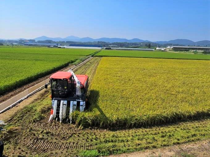 [천안=뉴시스] 충남 천안 벼농가. (사진=뉴시스 DB). photo@newsis.com *재판매 및 DB 금지