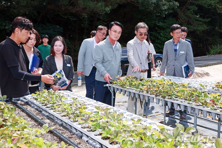 [사천=뉴시스] 차용현 기자 = 경남 사천시 박동식 시장이 지난 4일 반복된 호우와 폭염 등 이상기후로 인한 병해충 발생으로 어려움을 겪고 있는 딸기재배 농가를 방문해 피해 사항을 점검하고 있다. 2023.09.05.(사진=사천시 제공)