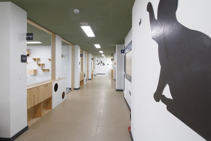 [통영=뉴시스] 신정철 기자= 한려해상국립공원구역인 통영시 한산면 용호도에 국내 최초의 섬마을 폐교를 활용한 '공공형 고양이 보호·분양센터'가 6일 문을 열었다. 사진은 용호분교를 리모델링해 조성된 보호센터 내부 모습.(사진=통영시 제공).2023.09.06. photo@newsis.com *재판매 및 DB 금지