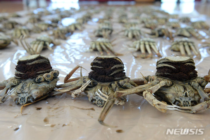 [울산=뉴시스] 배병수 기자 = 7일 오전 울산 남구 울산해양경찰서 2층 대강당에서 울산해경이 불법 포획한 암컷대게 압수수색물을 공개하고 있다. 2023.09.07. bbs@newsis.com