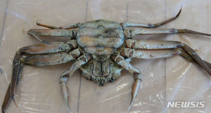 [울산=뉴시스] 배병수 기자 = 7일 오전 울산 남구 울산해양경찰서 2층 대강당에서 울산해경이 불법 포획한 암컷대게 압수수색물을 공개하고 있다. 2023.09.07. bbs@newsis.com