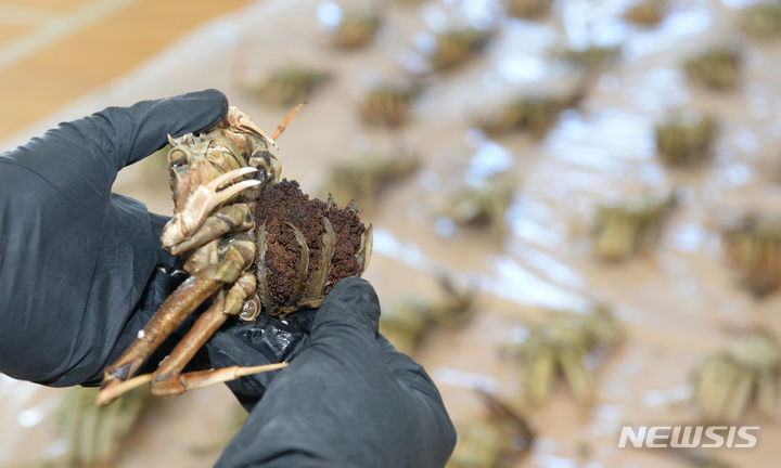 [울산=뉴시스] 배병수 기자 = 7일 오전 울산 남구 울산해양경찰서 2층 대강당에서 울산해경이 불법 포획한 암컷대게 압수수색물을 공개하고 있다. 2023.09.07. bbs@newsis.com