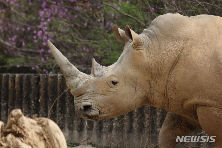 [서울=뉴시스]서울대공원이 오는 22일 멸종 위기종인 코뿔소 보호를 위해 지정된 '세계 코뿔소의 날'을 맞아 이달 다양한 현장 참여 프로그램을 진행한다고 8일 밝혔다. (사진=서울시 제공). 2023.09.08. photo@newsis.com