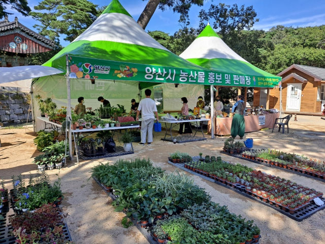 양산시, 통도사 개산대재 기간 '농산물 판매장' 운영