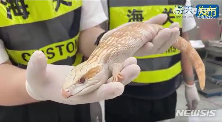 [서울=뉴시스]살아있는 뱀과 지네 등 동물 20마리를 밀반입하려던 한 여성이 중국 세관에 적발됐다. 사진은 해당 여성이 들여오다 적발된 도마뱀.(사진=웨이보 동영상 갈무리) 2023.9.11 photo@newsis.com