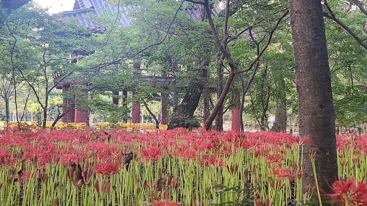 [함양=뉴시스] 서희원 기자= 함양 상림공원에 꽃무릇이 붉은 자태를 뽐내고 있다. 2023. 9. 12. shw1881@newsis.com *재판매 및 DB 금지