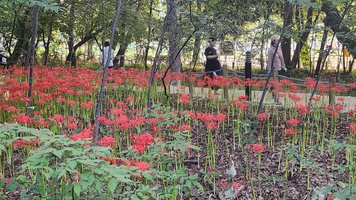 [함양=뉴시스] 서희원 기자= 함양 상림공원에 꽃무릇이 붉은 자태를 뽐내고 있다. 2023. 9. 12. shw1881@newsis.com *재판매 및 DB 금지