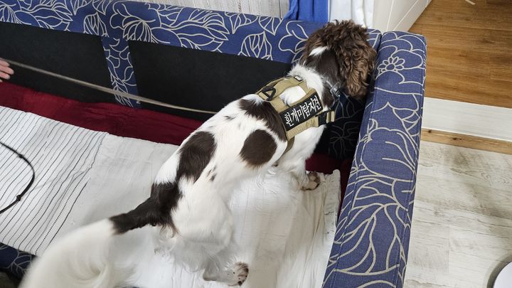 흰개미 탐지견.(사진=환경부 제공)